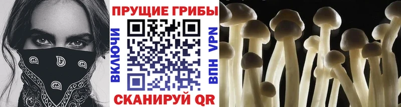 Псилоцибиновые грибы Psilocybe  Боготол 